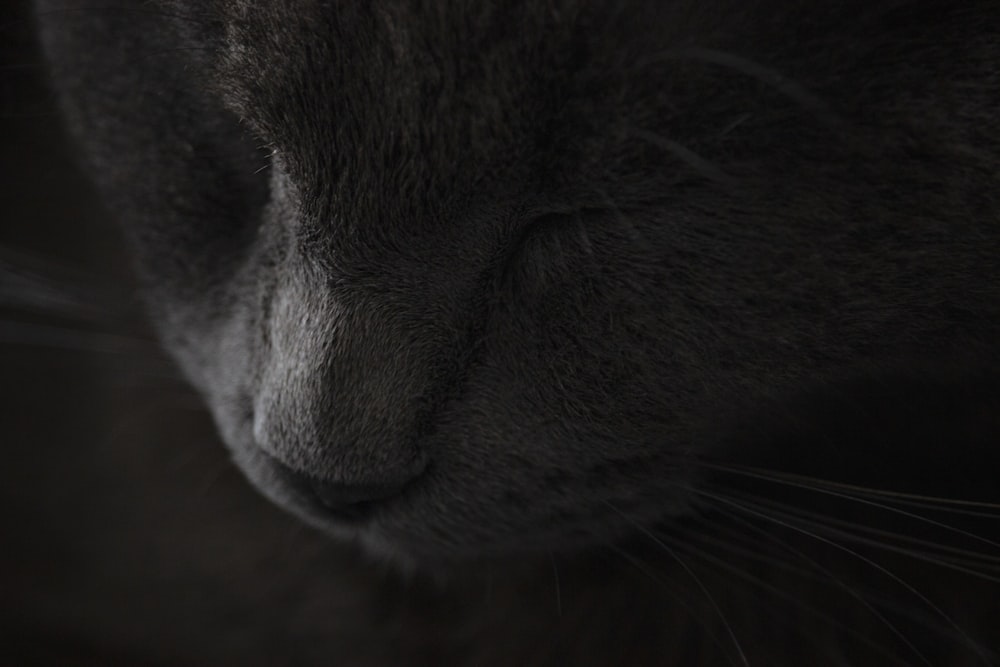 a close up of a cat's face with its eyes closed