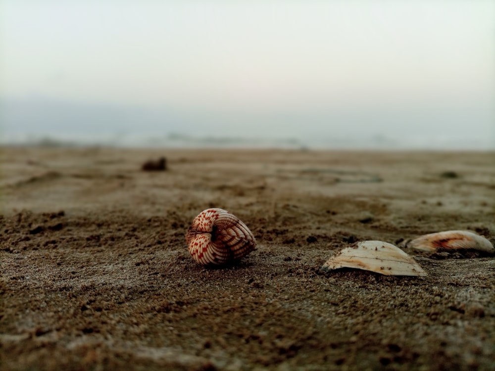 two seashells on a sandy beach near the ocean