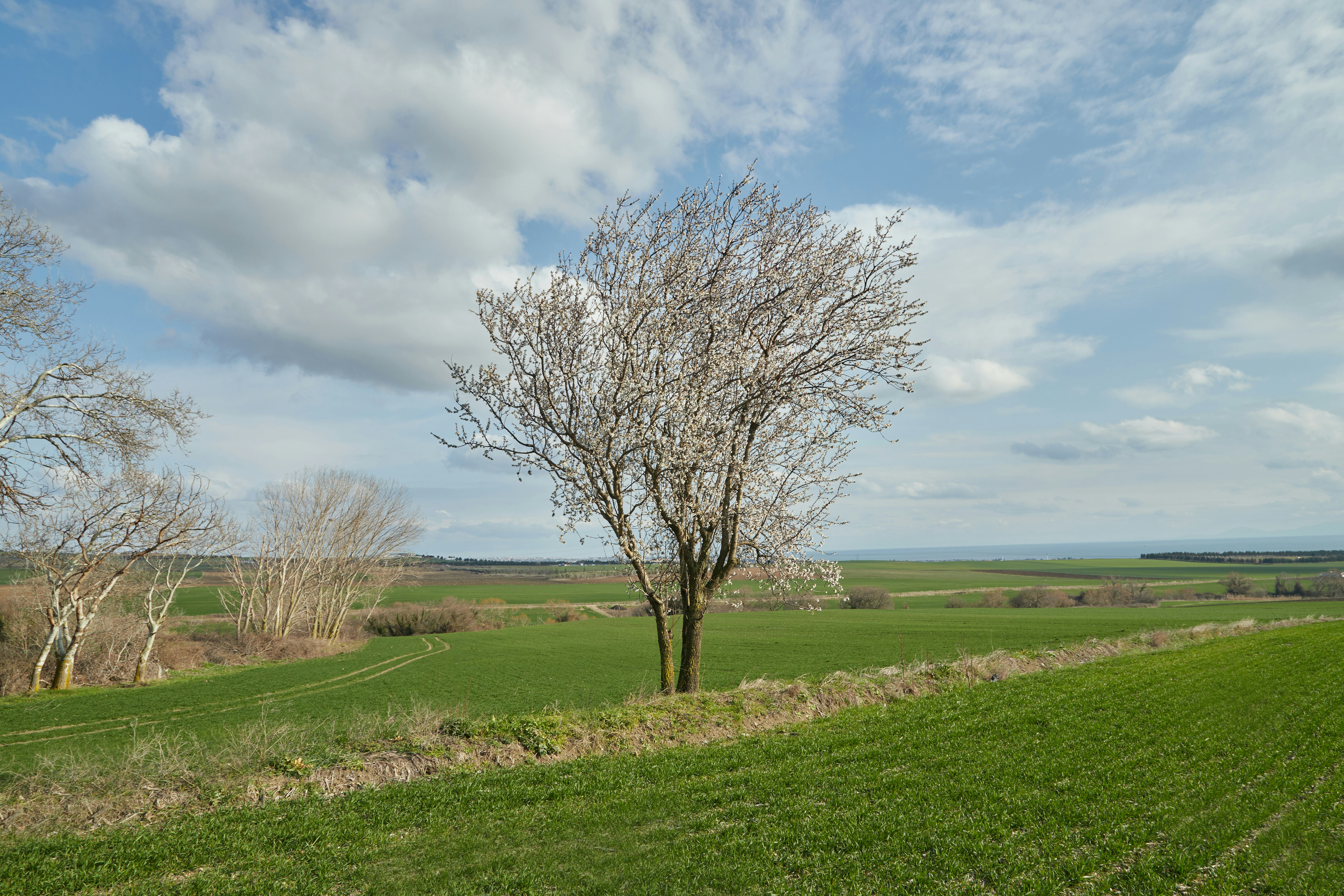 a lone tree in a field of green grass