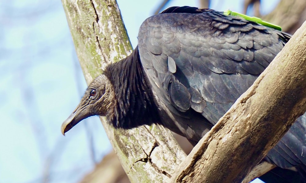 Ein schwarzer Vogel sitzt auf einem Ast