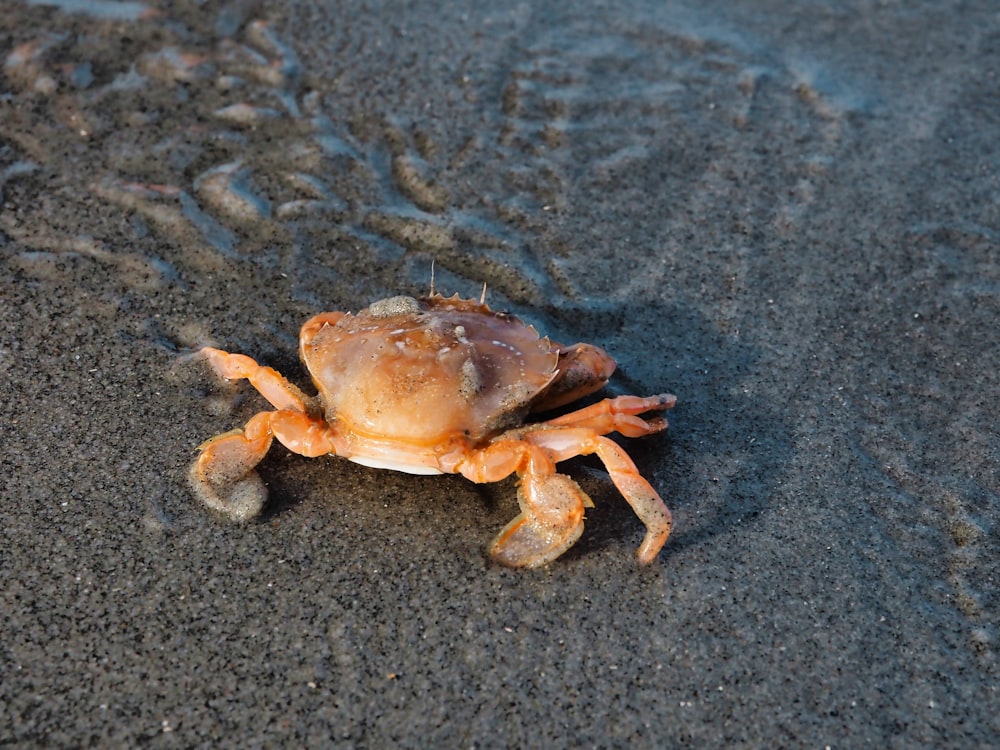 a crab is sitting on the sand on the beach