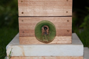 A wooden box with a circular, green transparent entrance is mounted on a white platform. The entrance appears to be a tunnel, possibly for insects or small animals.