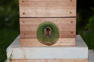 A wooden box with a circular, green transparent entrance is mounted on a white platform. The entrance appears to be a tunnel, possibly for insects or small animals.