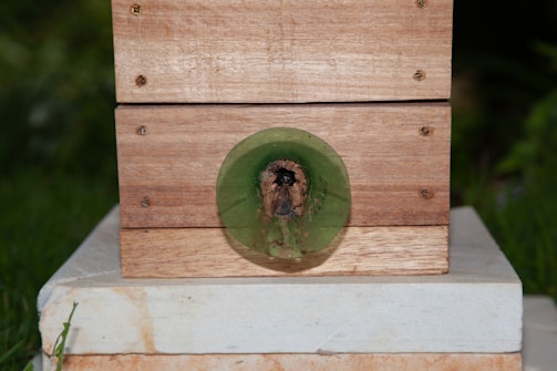 A wooden box with a circular, green transparent entrance is mounted on a white platform. The entrance appears to be a tunnel, possibly for insects or small animals.