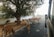 A herd of cows leisurely walks down a paved rural road bordered by a tall white wall. A large tree provides shade on one side, and a vehicle is captured on the right, indicating the photo was taken from inside it. The scene is calm and pastoral, with the road extending into the hazy distance.