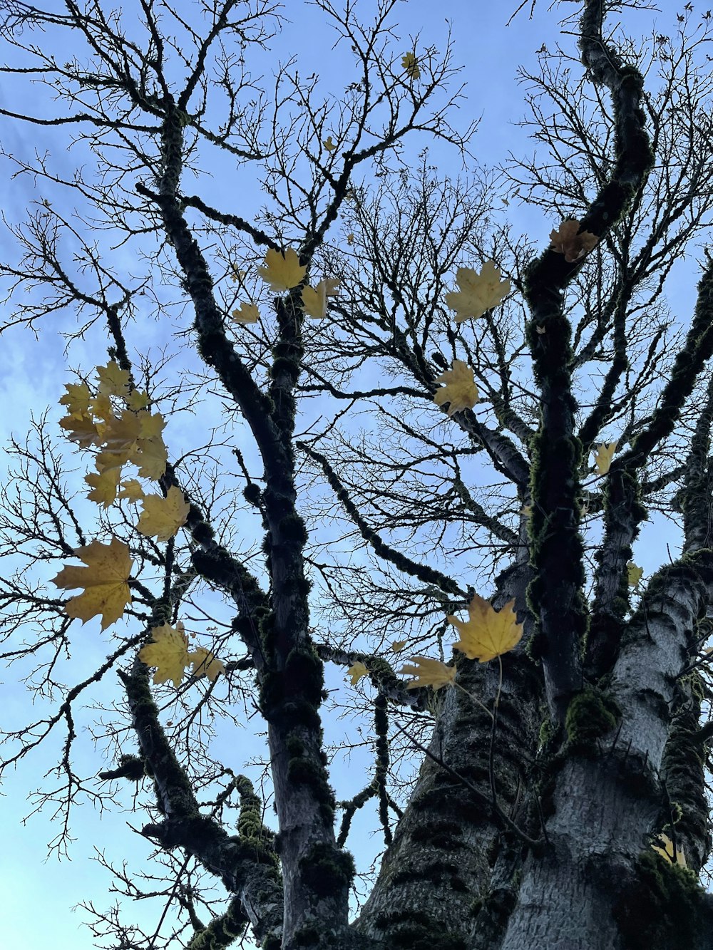 a tree with yellow leaves on it and a blue sky in the background