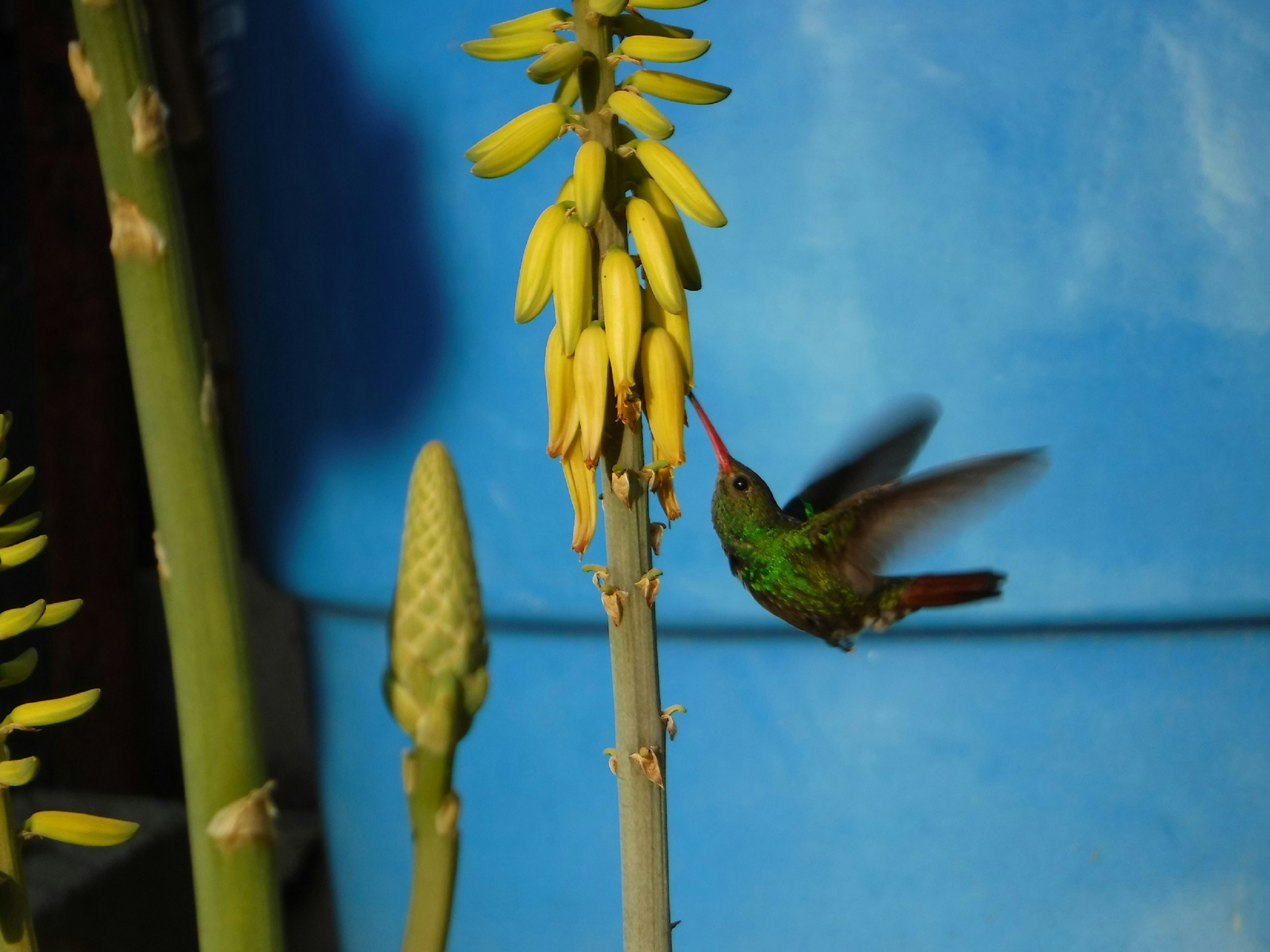 A vibrant hummingbird hovers near yellow flowers, showcasing its iridescent feathers against a blue backdrop.