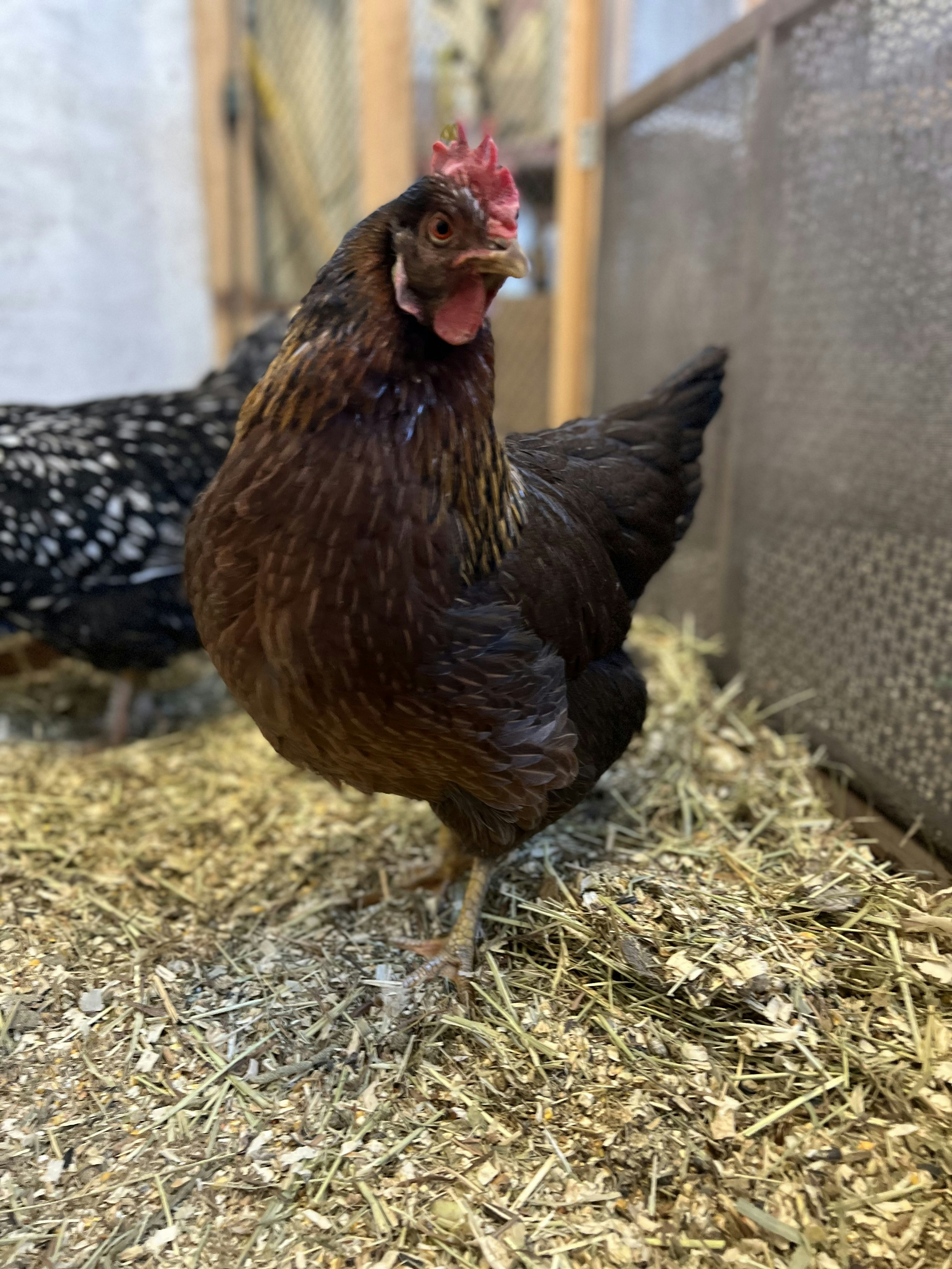 Understanding Bedding Choice and Thickness for a New Bird Cycle