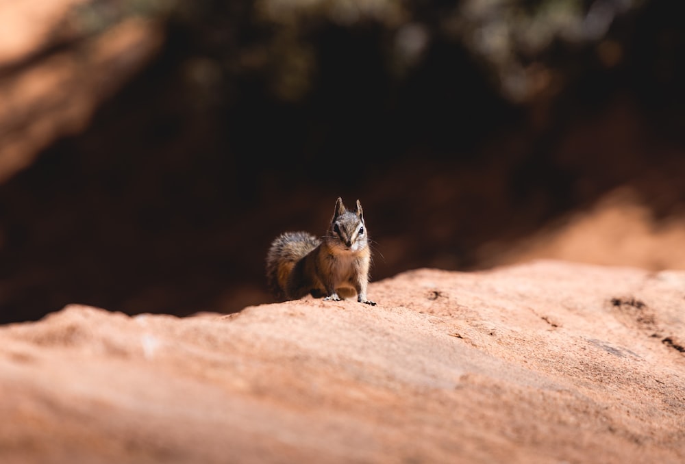 a small squirrel sitting on top of a rock