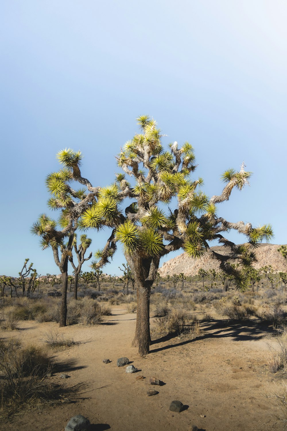 a joshua tree in the middle of a desert