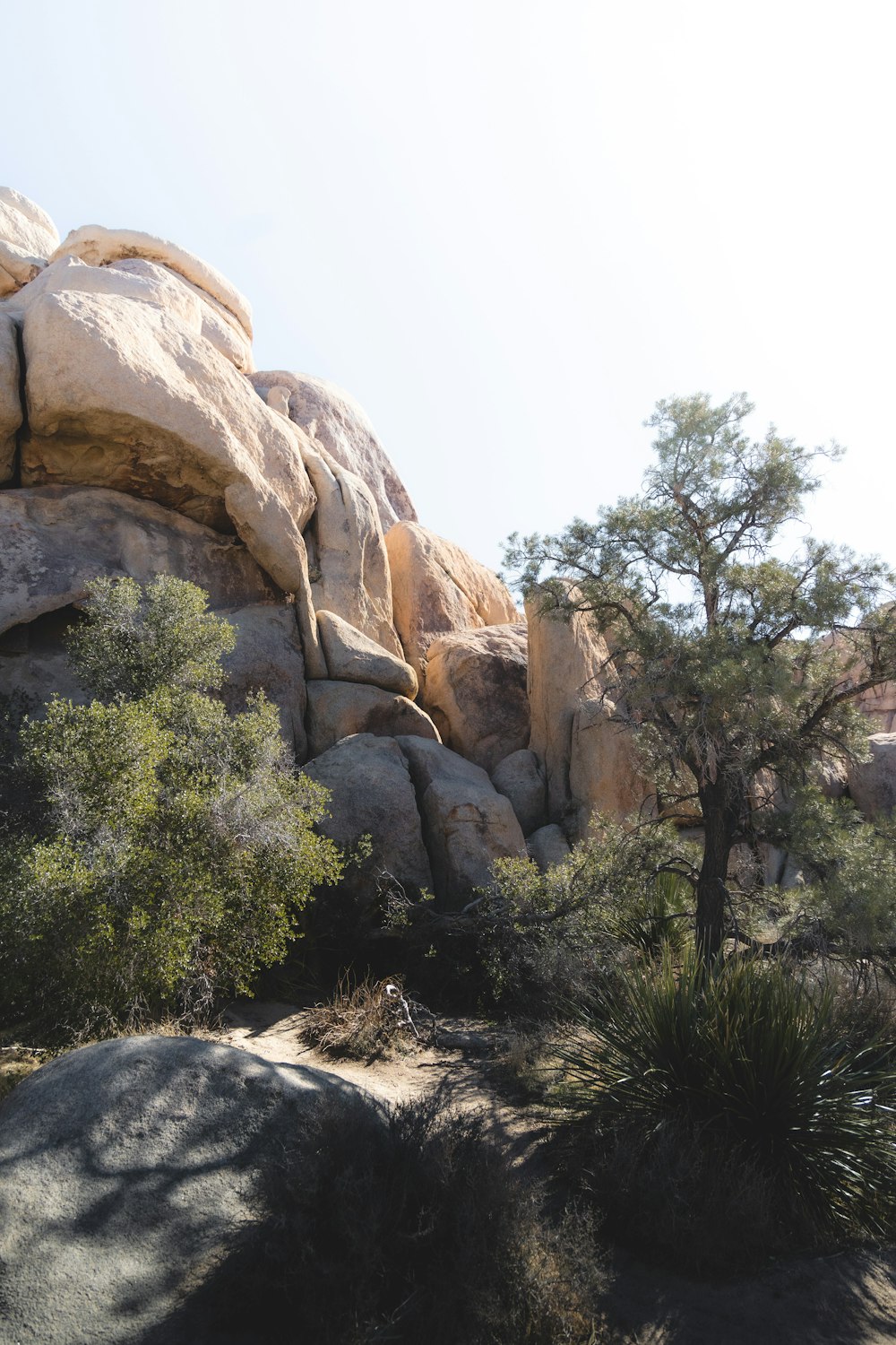 a large rock formation with a tree in the foreground