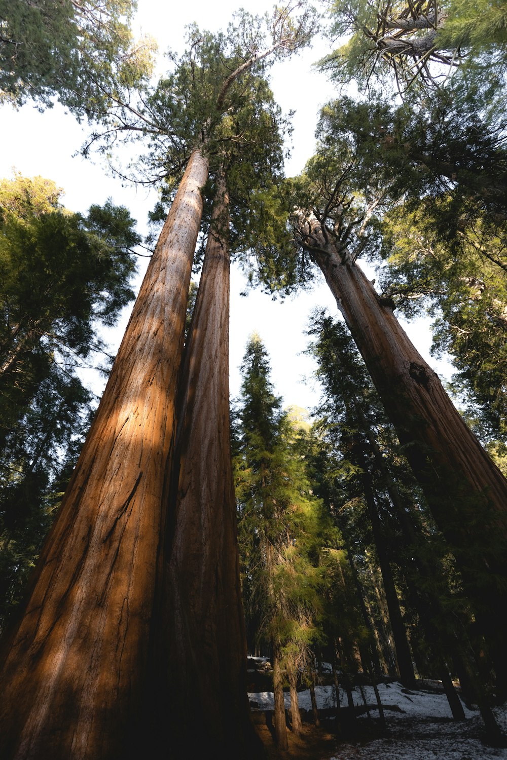 a group of tall trees standing next to each other