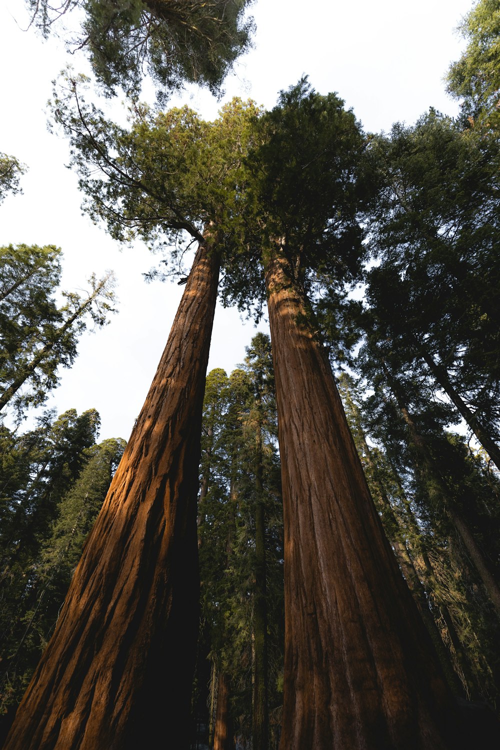 a group of tall trees standing next to each other