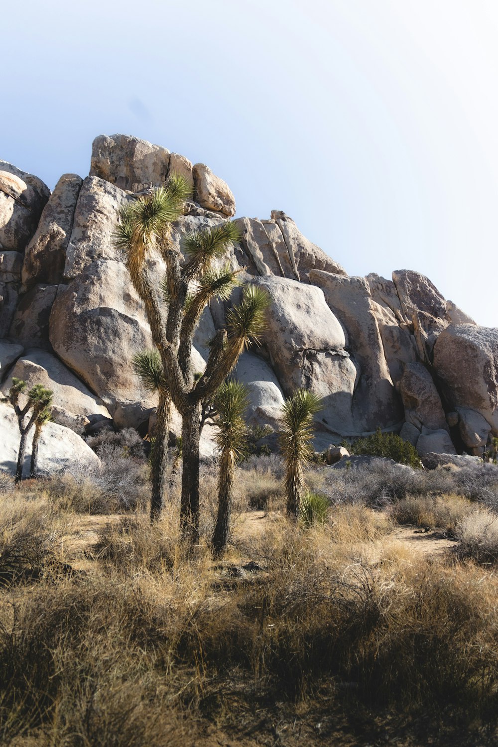 a group of palm trees in front of a mountain