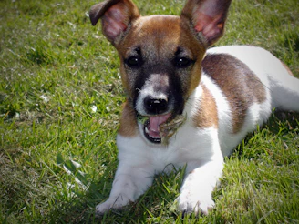 A small brown dog with floppy ears sporting a vibrant teal hoodie playing happily on the grass.