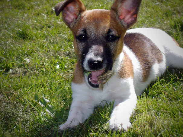 A small brown dog with floppy ears sporting a vibrant teal hoodie playing happily on the grass.