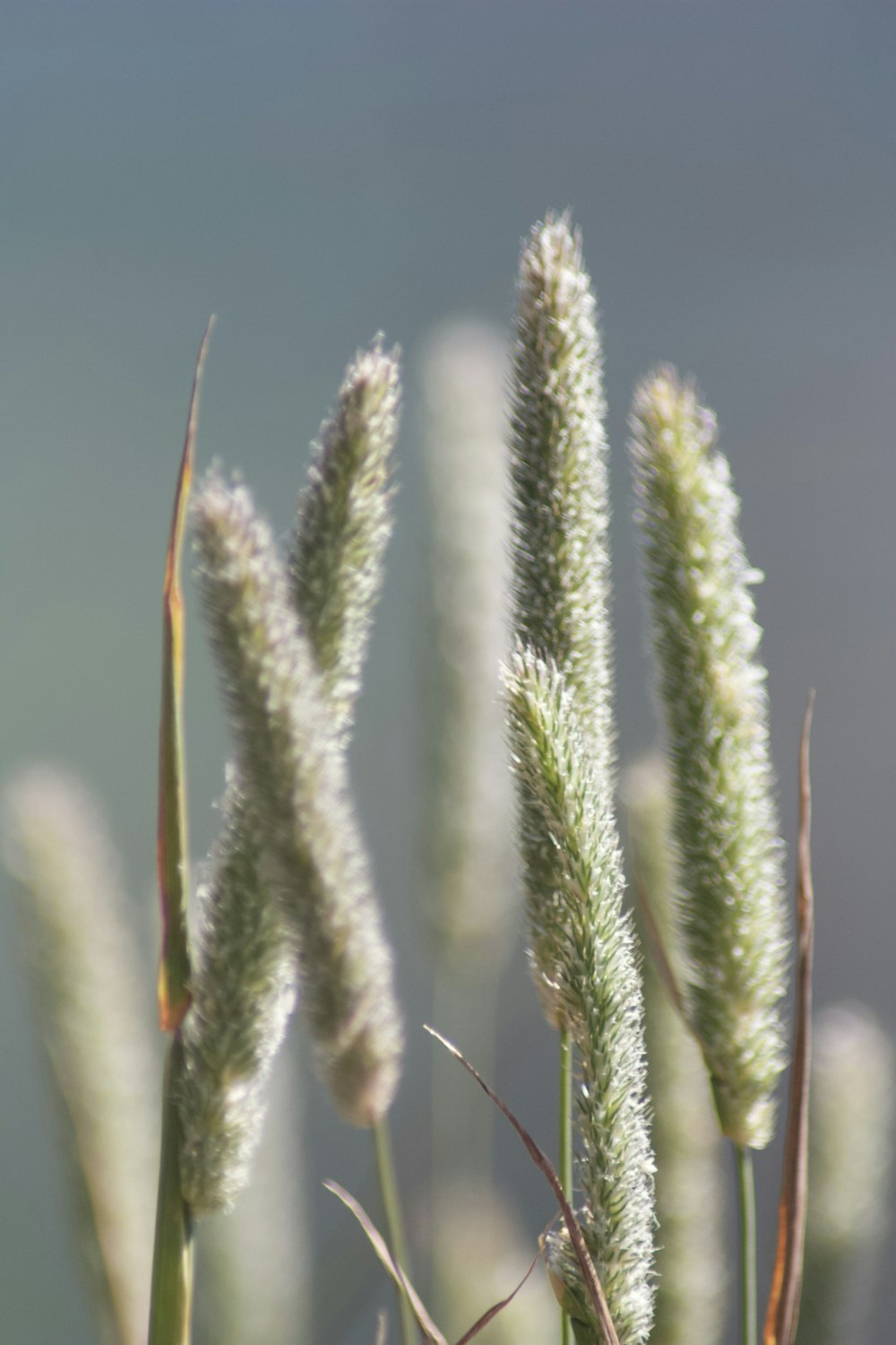 a close up of a bunch of grass