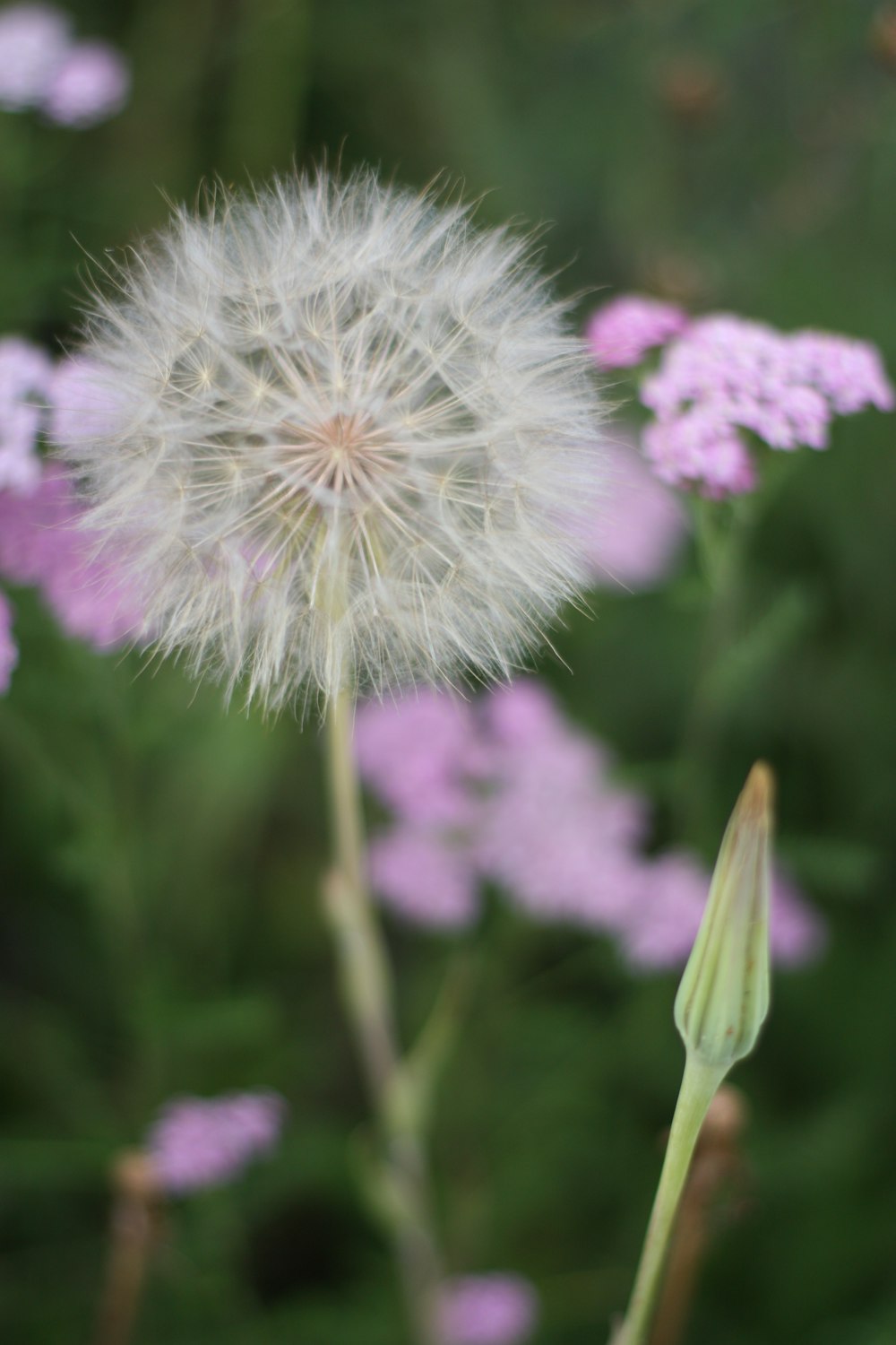a close up of a dandelion with purple flowers in the background