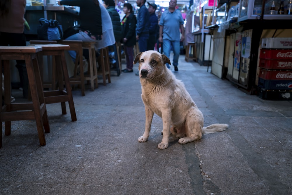 a dog sitting on the ground in front of a group of people