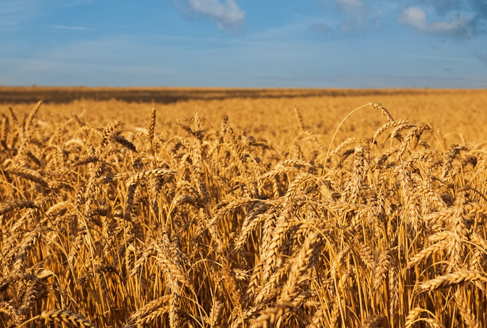 a field of wheat with a blue sky in the background