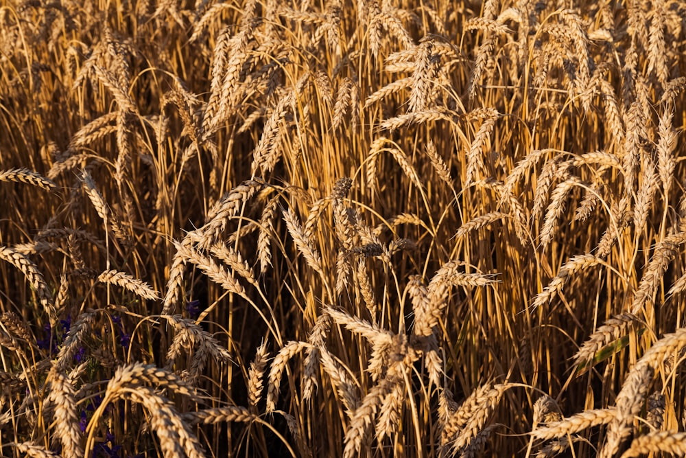 a field of ripe wheat ready to be harvested