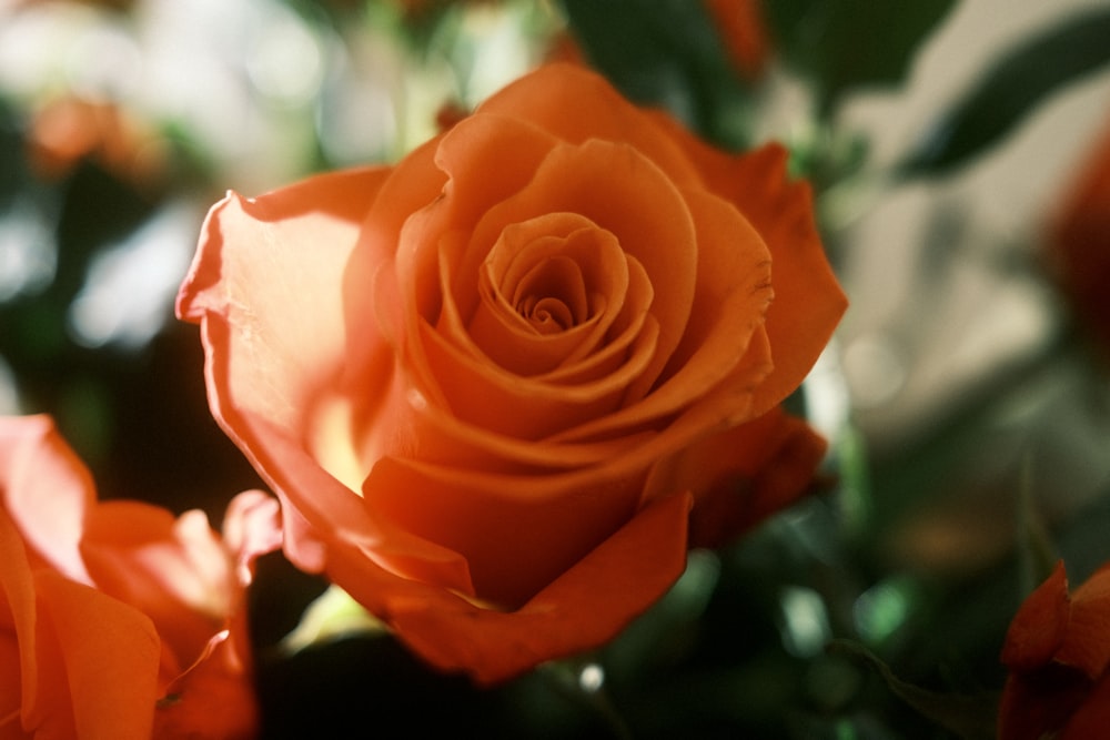 a close up of a single orange rose