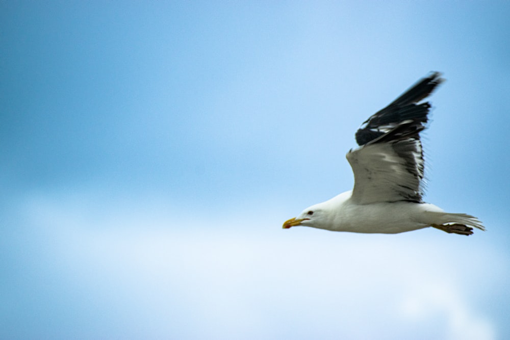 a white and black bird flying in the sky