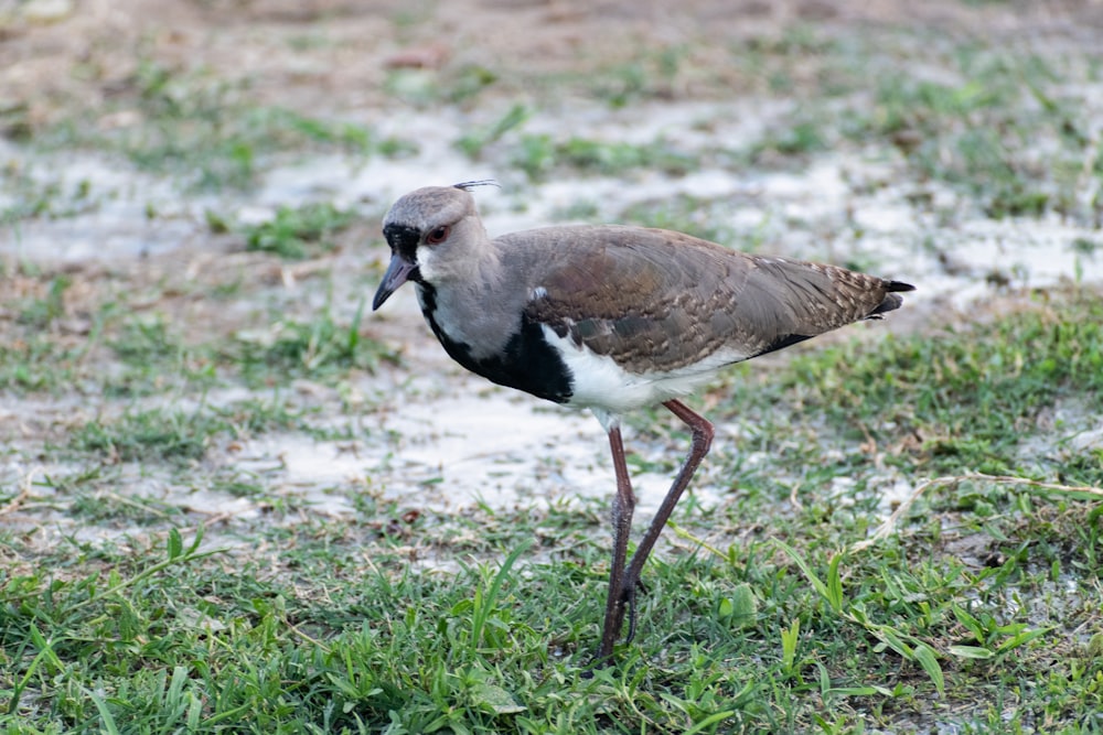 a bird with a long beak standing in the grass