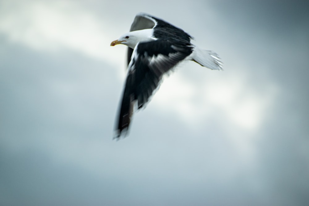 a black and white bird flying through a cloudy sky