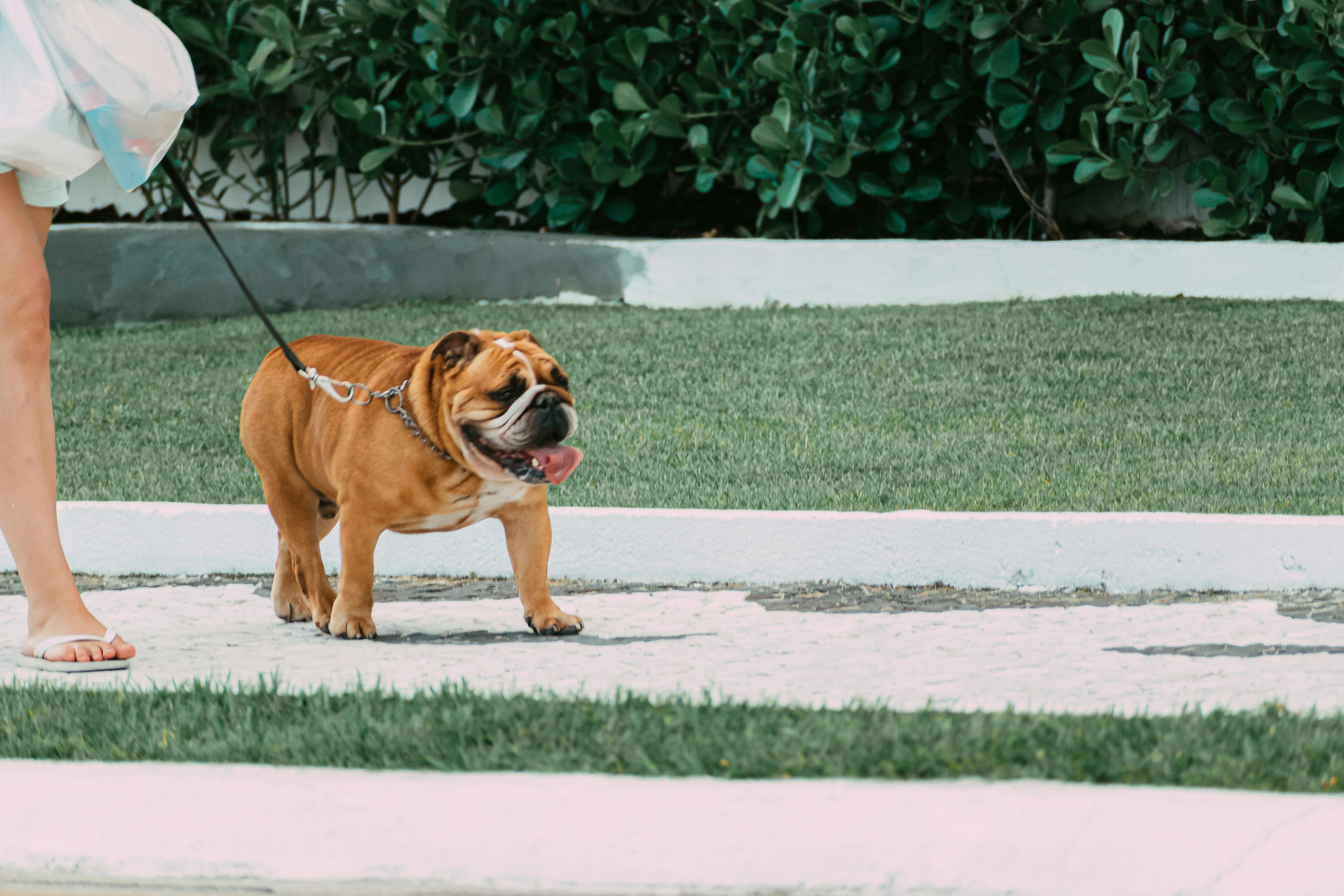 a woman walking a dog on a leash