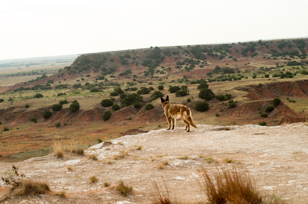 a dog standing on top of a dry grass covered hillside
