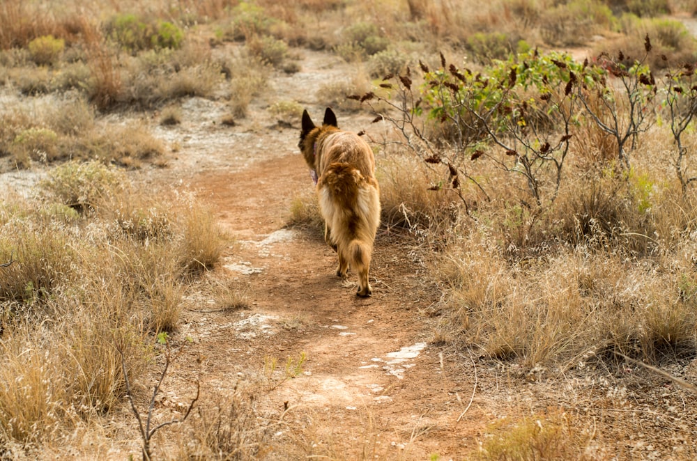 a dog walking down a dirt path in a field