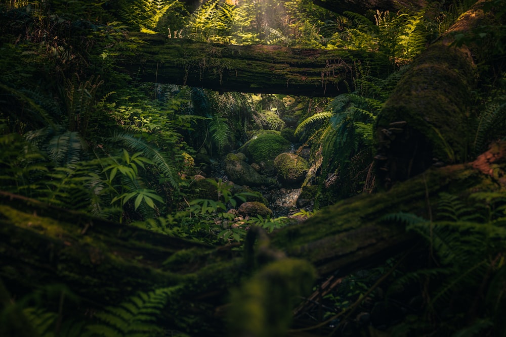 a lush green forest filled with lots of trees