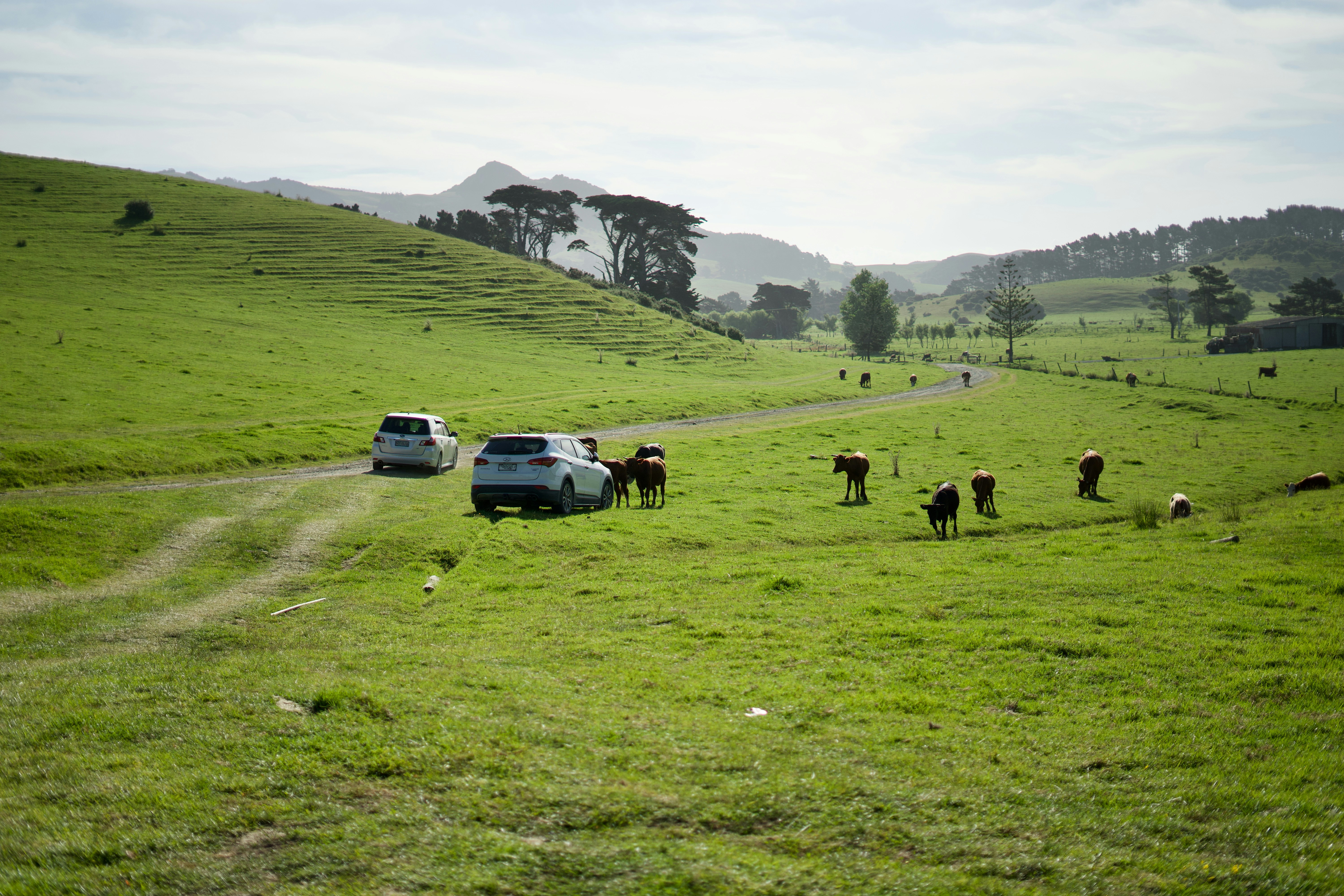 a herd of cattle walking across a lush green field