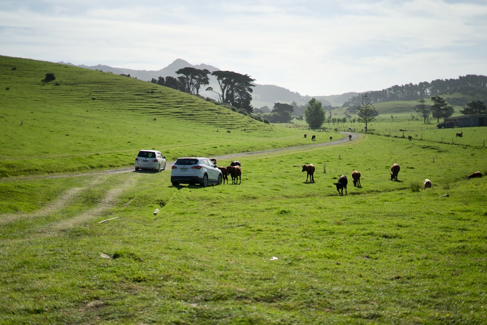 a herd of cattle walking across a lush green field