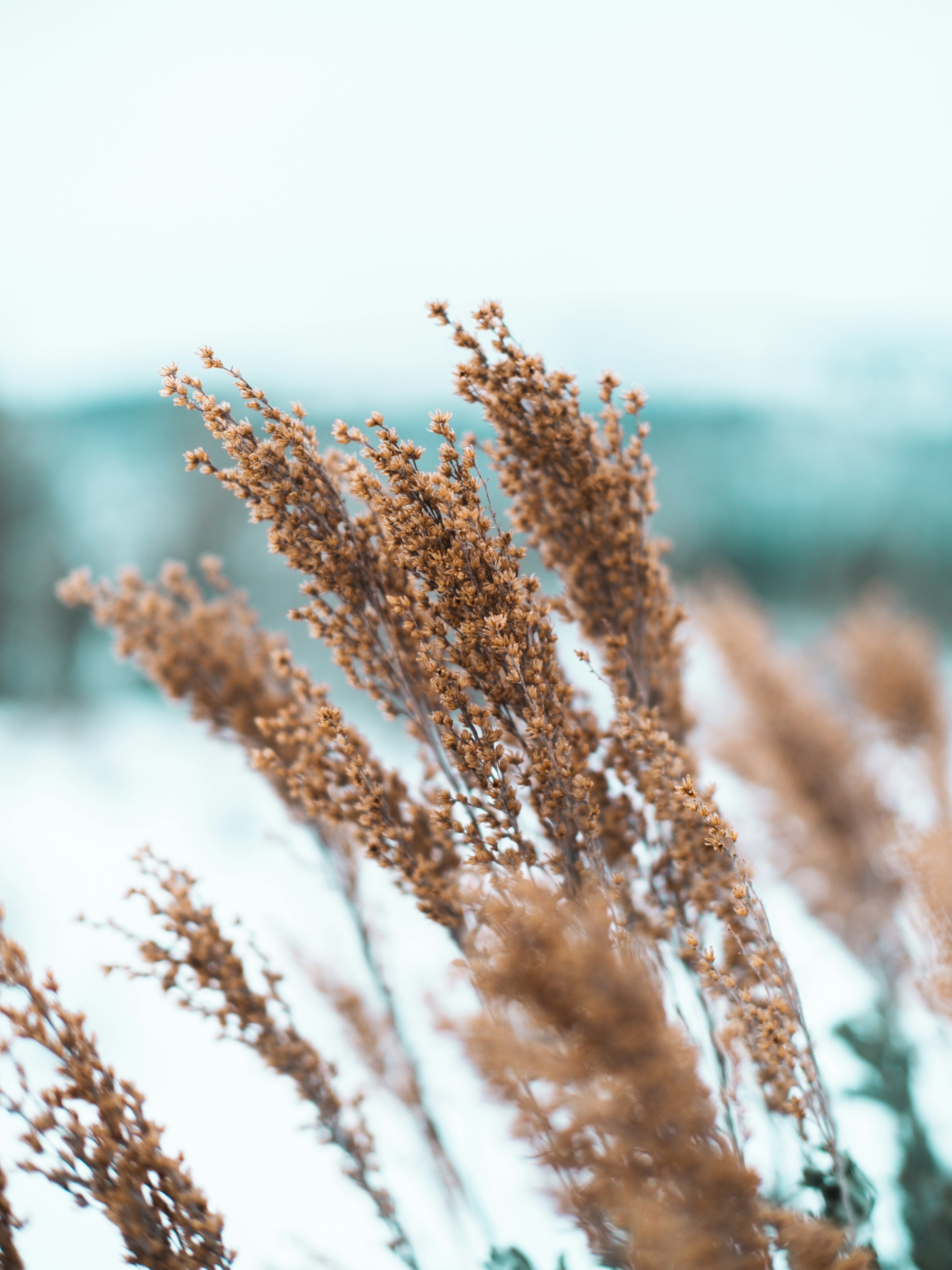 a close up of a bunch of flowers in the snow