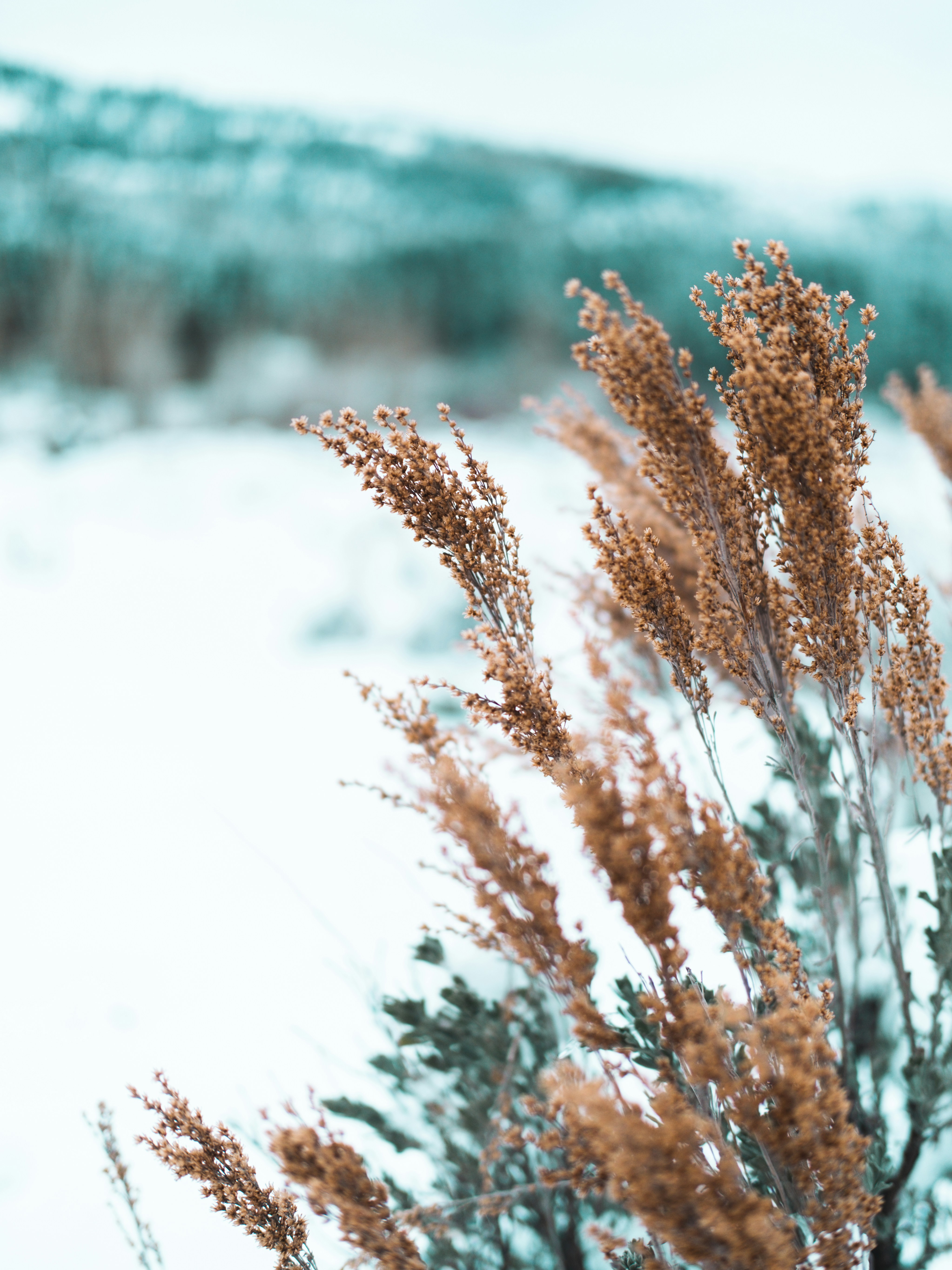 a close up of a plant with snow in the background
