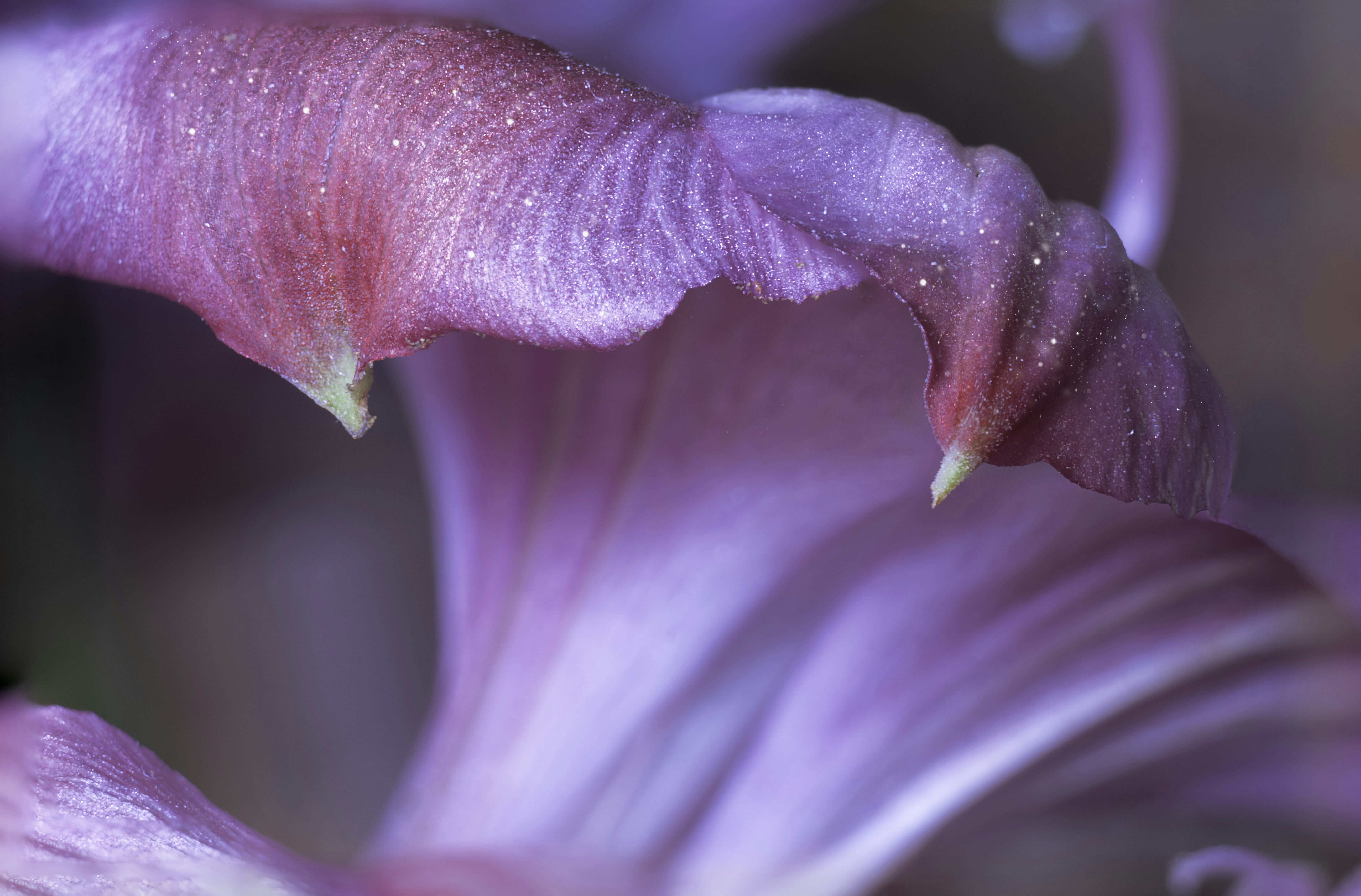 Photo by mharrisonphotography