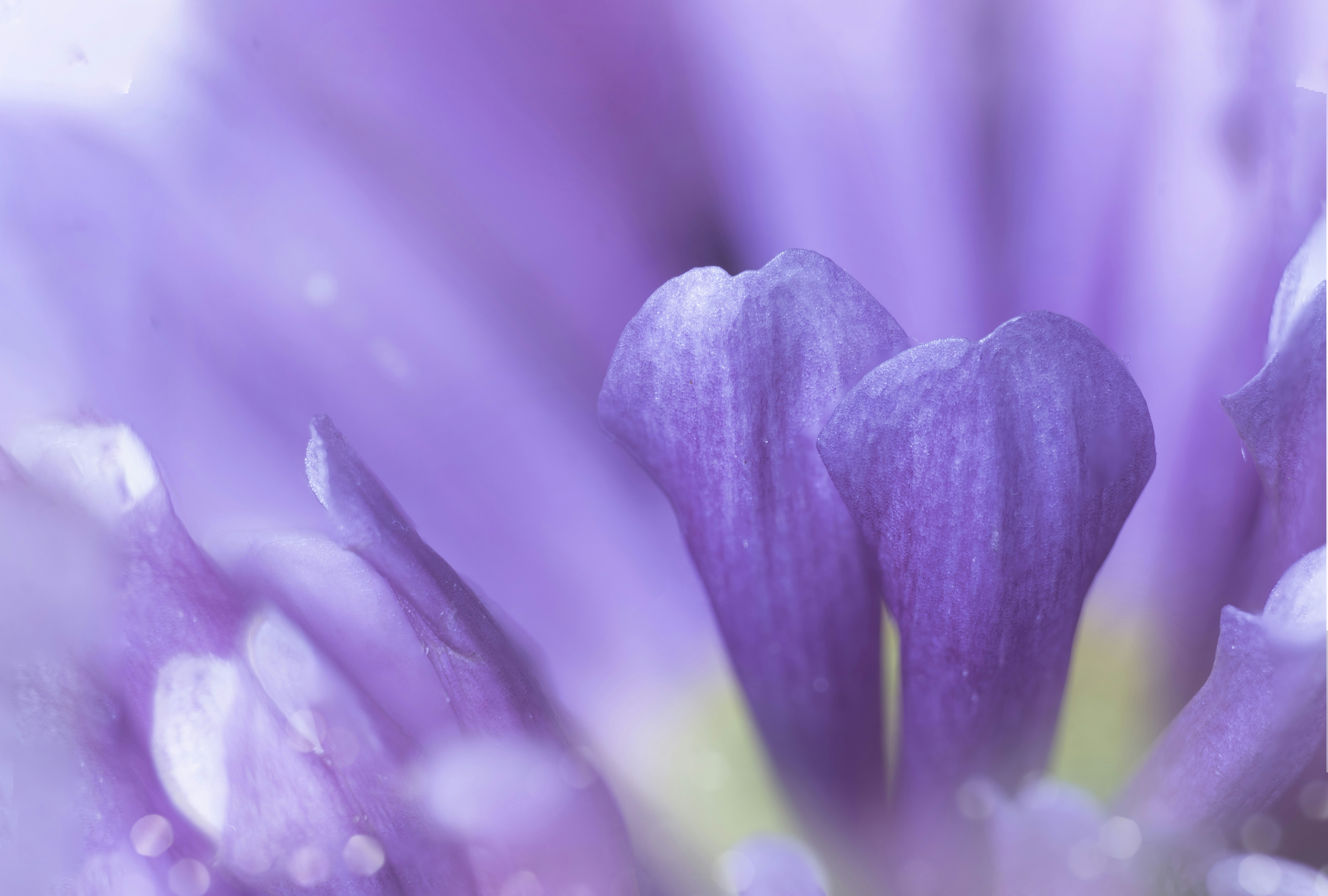 Photo by mharrisonphotography