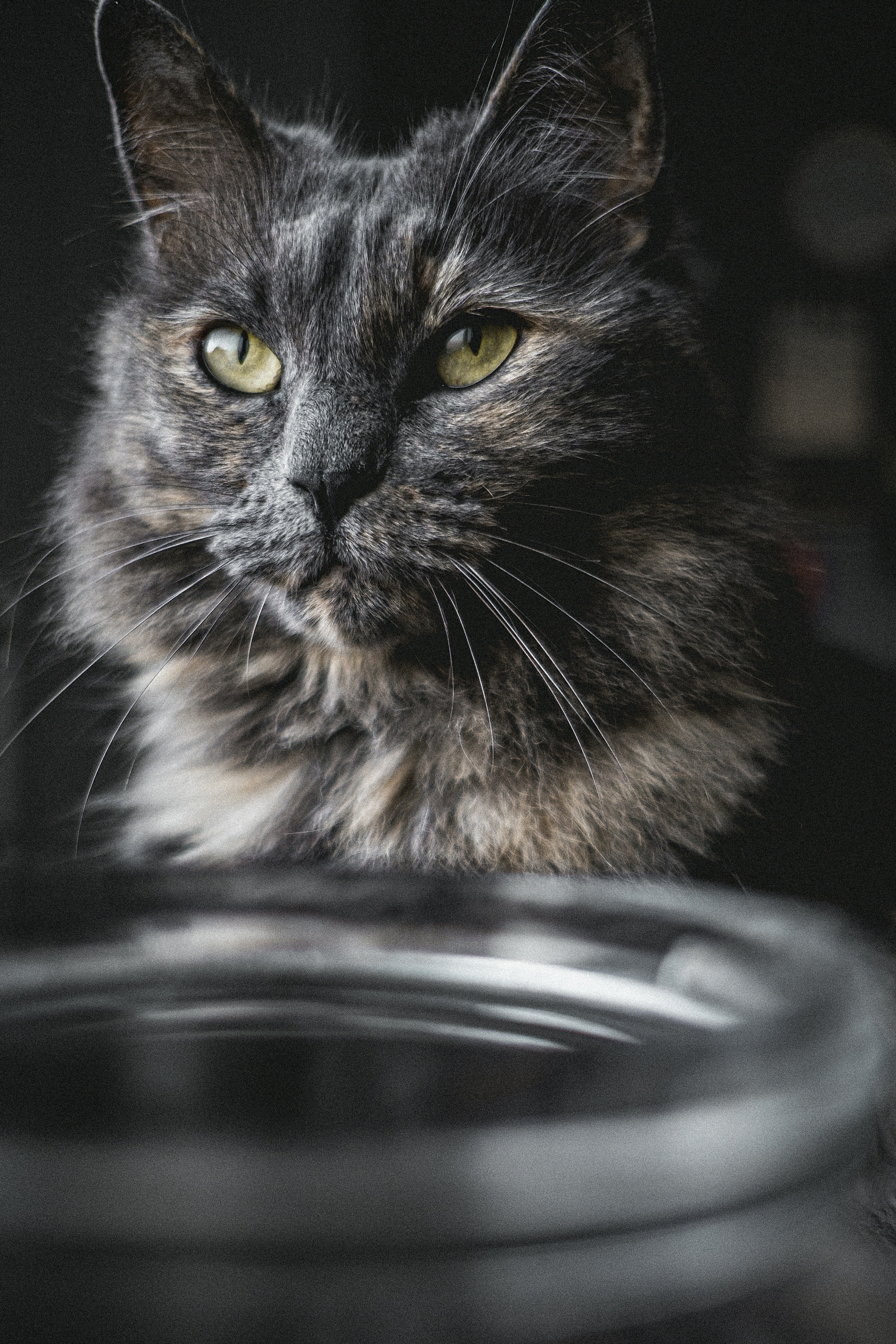 8. Empty Food Bowls: A Tiny Apocalypse (image credits: unsplash)