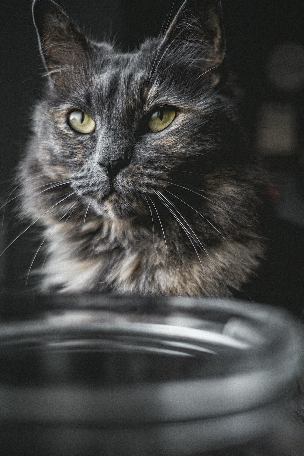 a close up of a cat with a blurry background