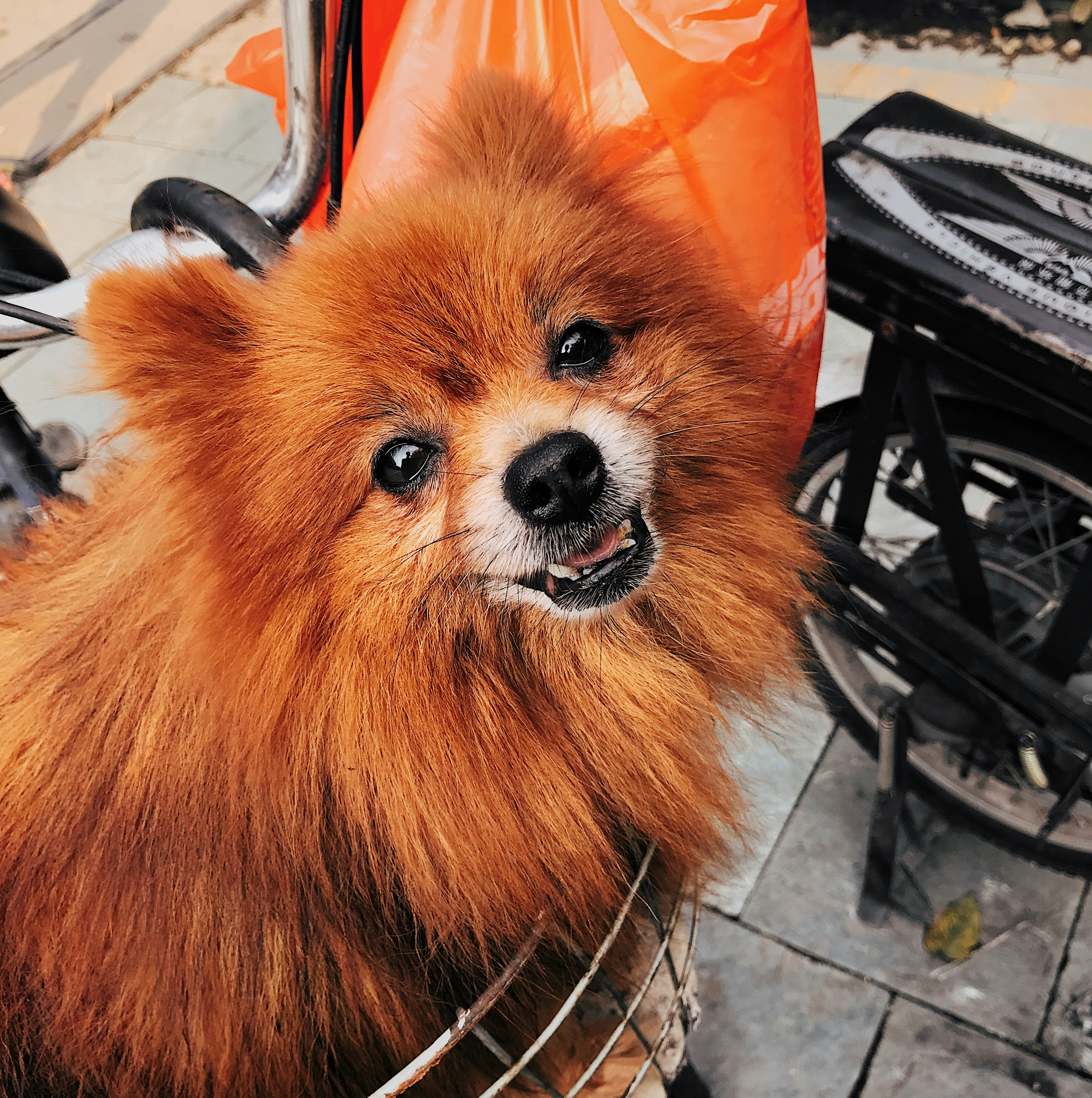Pomeranian Puppies for Sale