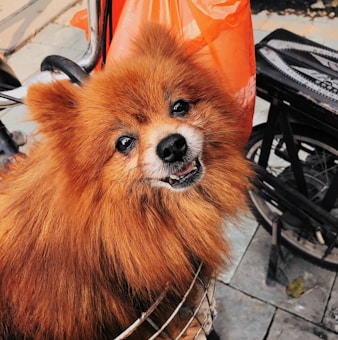 A fluffy Pomeranian dog with a reddish-brown coat sits in a bicycle basket. It has a cheerful expression with its mouth slightly open, revealing its teeth. The background features parts of the bicycle and a bright orange plastic bag.