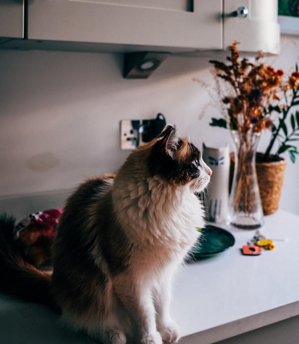 cuidado de felinos en tu hogar