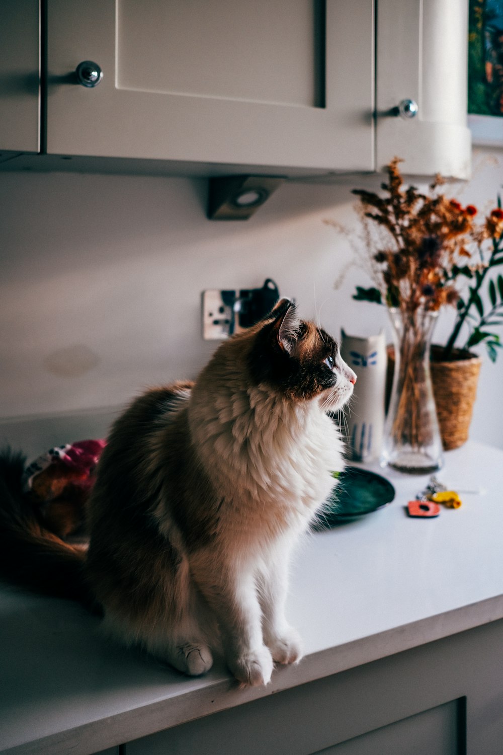 a cat sitting on a kitchen counter next to a vase of flowers