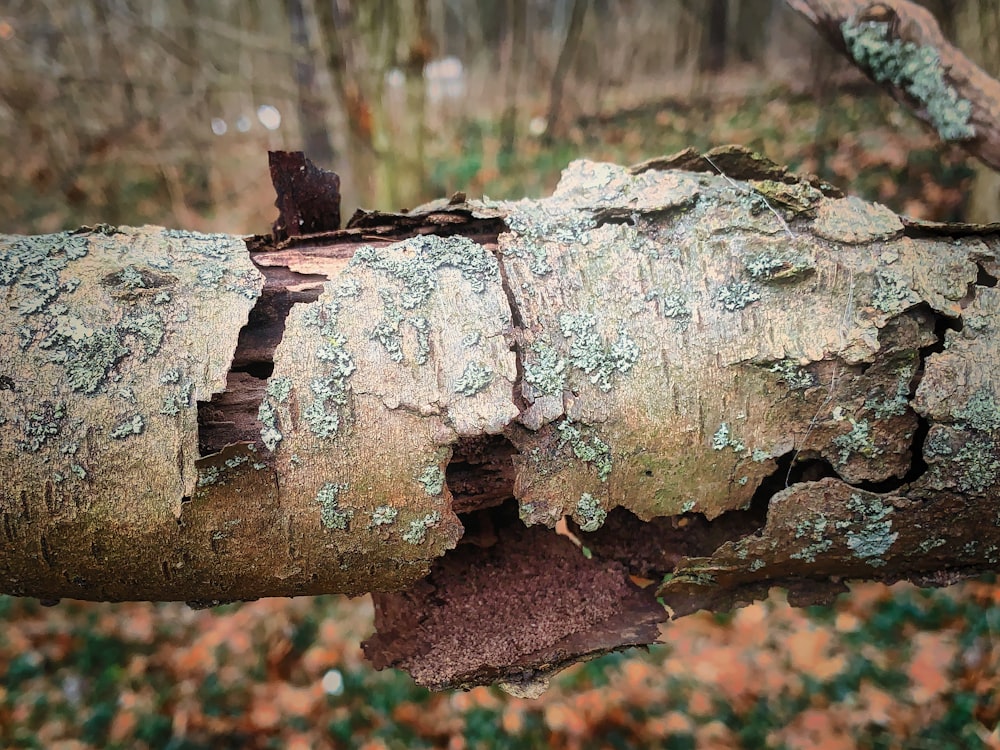 a close up of a tree trunk with moss growing on it