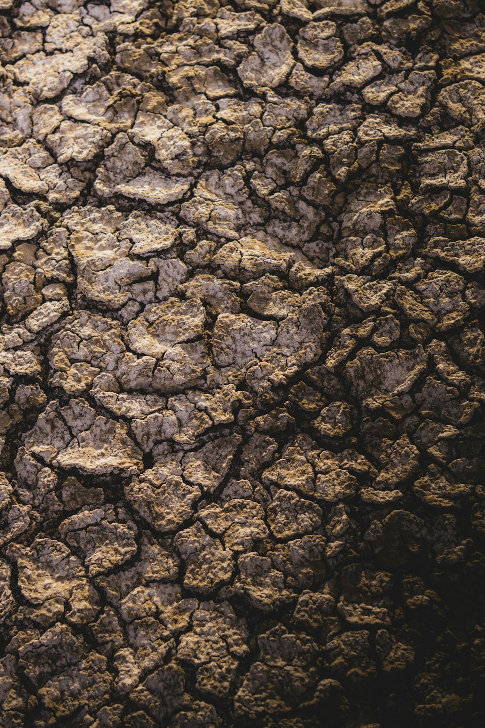 a close up of a tree trunk with dirt on it