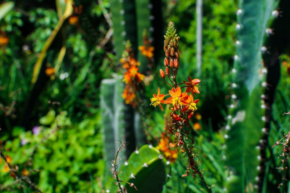 a close up of a flower near many plants