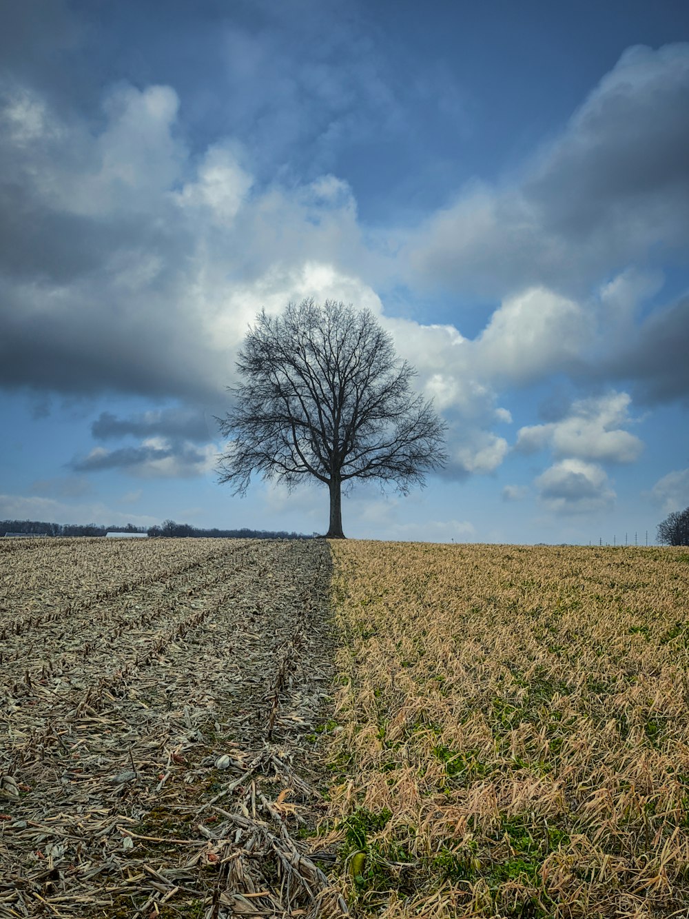 a lone tree stands alone in the middle of a field