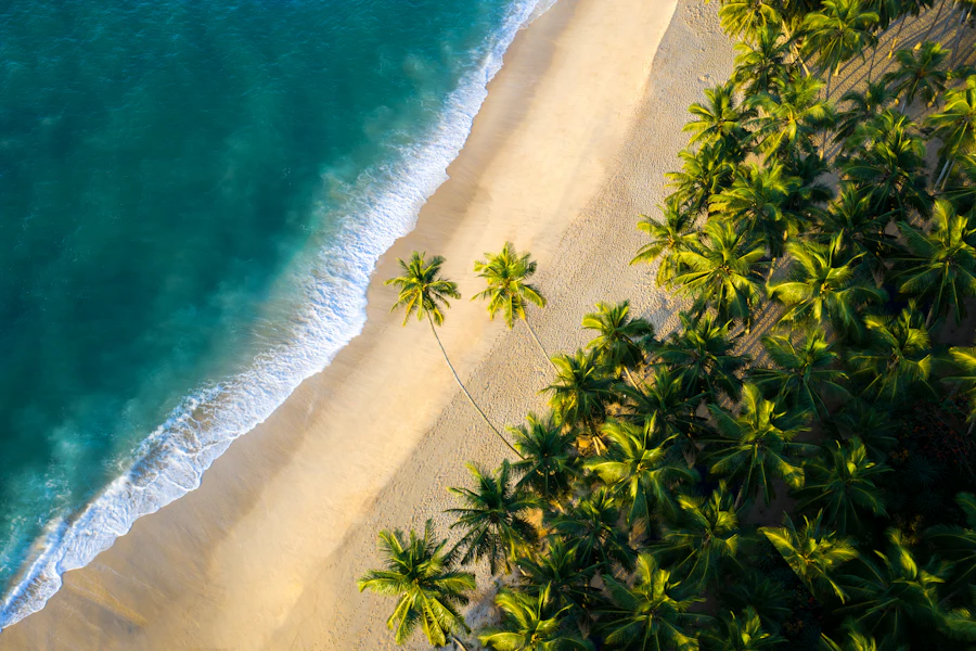 Aerial view of an empty palm-lined beach